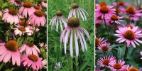 Liečivka Echinacea...