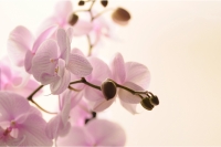 Zaujímavosti o orchideách