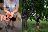 Tematická vychádzka Čerešňové dobrodružstvo v Boleráze