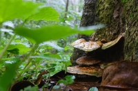 S vysokým tlakom vám môže pomôcť lesklokôrovka, známejšia skôr ako reishi.