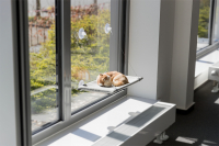 3 tipy na domáce aktivity pre mačky, ktoré ich spoľahlivo zabavia