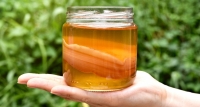 Kombucha - huba, ktorá pomáha